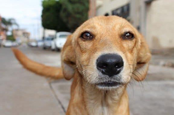 Mitos sobre animais de estimação: um nariz seco indica uma doença