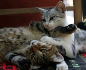 Como apresentar dois gatos