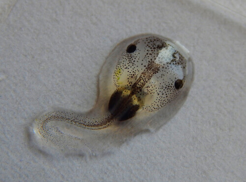 Xenopus: o gênero das rãs carnívoras