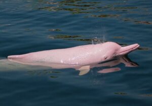 O golfinho-branco chinês e sua reprodução