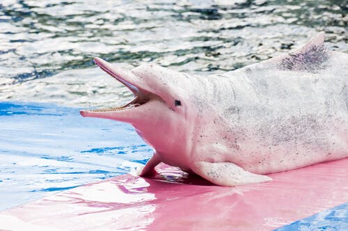 O golfinho-branco chinês e a sua reprodução