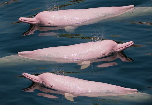 O golfinho-branco chinês e a sua reprodução