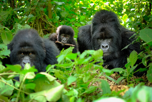 Conheça a família de gorilas