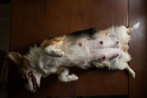 Como reconhecer os sinais de gravidez psicológica e o que fazer