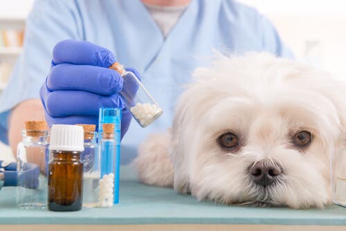 Homeopatia: medicina alternativa para os animais de estimação