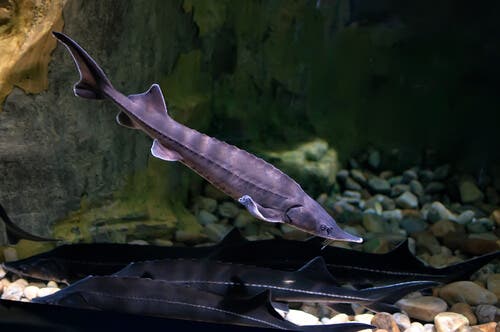 peixe esturjão-beluga