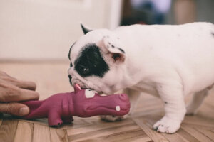 5 jogos interativos entre o cachorro e o homem