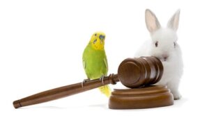 A origem das leis de proteção animal
