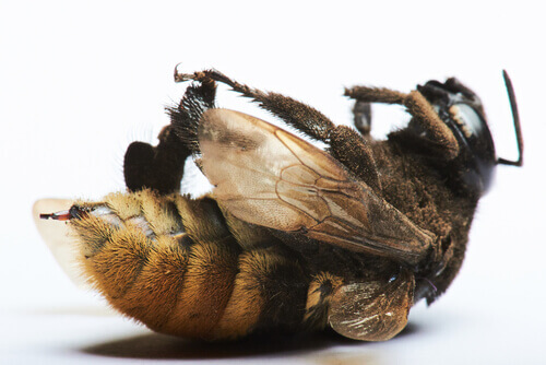 Como agir para evitar?