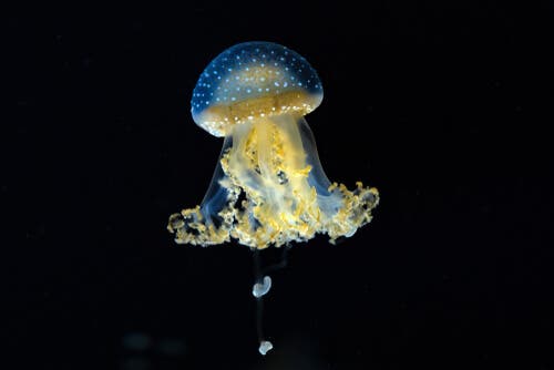 Águas-vivas ou medusas