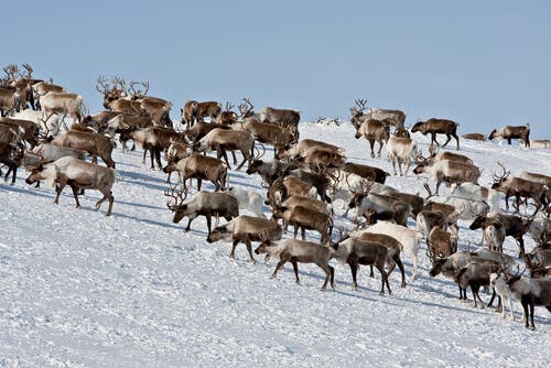 As migrações dos caribus