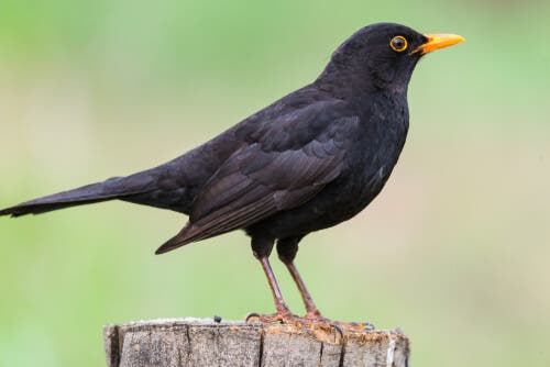 Status de conservação e ameaças para a diuca