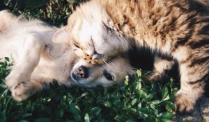 Oito mitos sobre animais de estimação