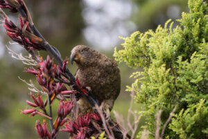 O kea: famoso por ser o único papagaio da montanha