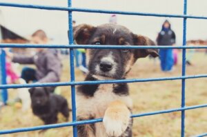 Como denunciar uma organização de proteção animal?