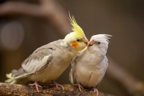 Características gerais