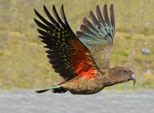 O kea
