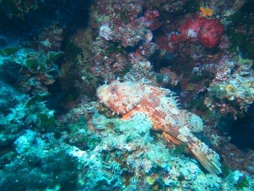 O sono como um processador de imagem