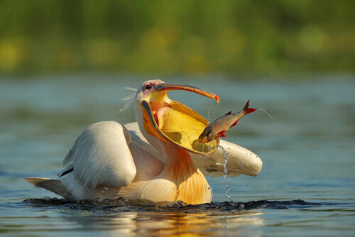 Tudo sobre o pelicano-branco