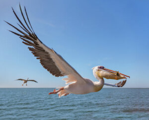 Tudo sobre o pelicano-branco