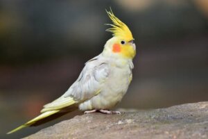 O periquito calopsita: um animal de estimação extraordinário