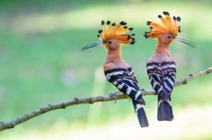 Poupa-eurasiática: características, comportamento e habitat