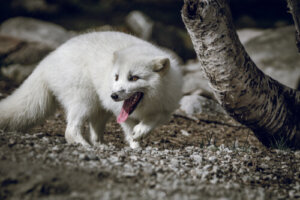 Por que uma raposa-do-ártico viajou 3.500 quilômetros?