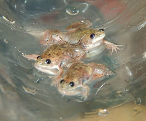 Xenopus: o gênero das rãs carnívoras