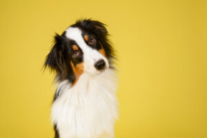 Como reconhecer uma raça de cachorro?