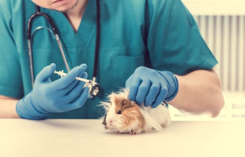 10 dicas para reconhecer um roedor doente