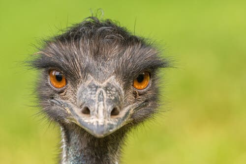 Emu: uma das maiores aves