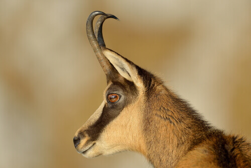 A camurça: alimentação e costumes