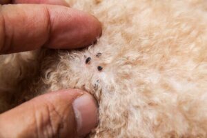 Como saber se o animal está livre de pulgas?