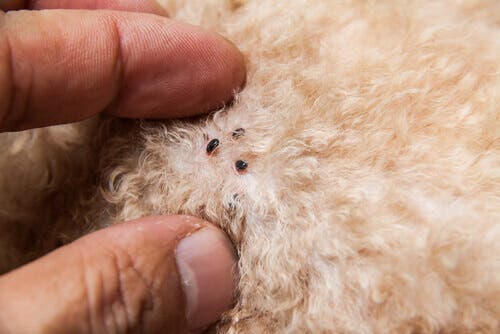 Como saber se o animal não tem mais pulgas?