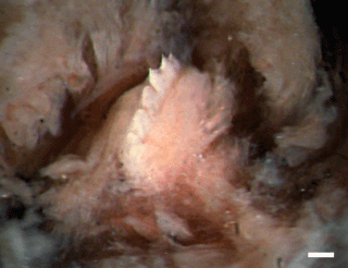 sanguessuga Tyrannobdella rex