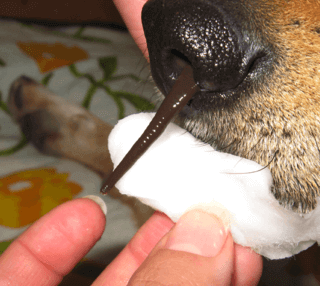 sanguessuga Tyrannobdella rex