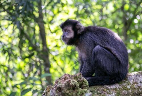 Um estudo sobre os macacos que usam ferramentas