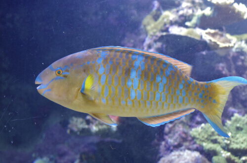 Características do peixe-papagaio na hora de dormir