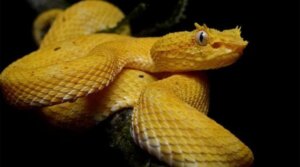 Descubra a ilha das cobras