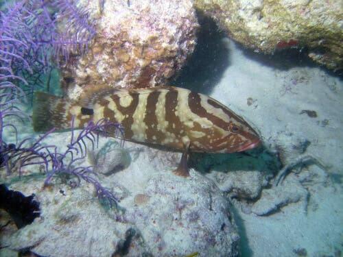 A função do repouso dos peixes