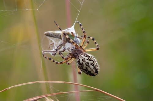 3 técnicas de caça das aranhas