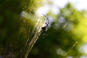 As 3 técnicas de caça das aranhas