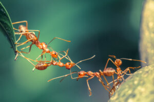 A comunicação entre as formigas
