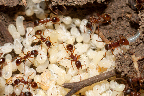 A comunicação entre as formigas