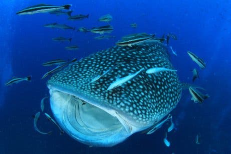 Maiores tubarões do mundo: tubarão-baleia