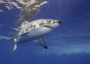 Alimentação do tubarão-branco