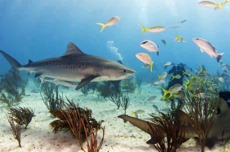 Os maiores tubarões do planeta