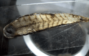 Tudo o que você precisa saber sobre a sanguessuga Tyrannobdella rex