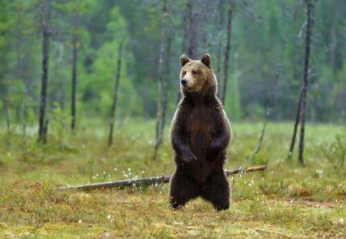 O urso pardo, características e curiosidades
