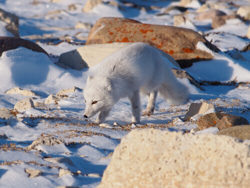 A grande jornada da raposa-do-ártico